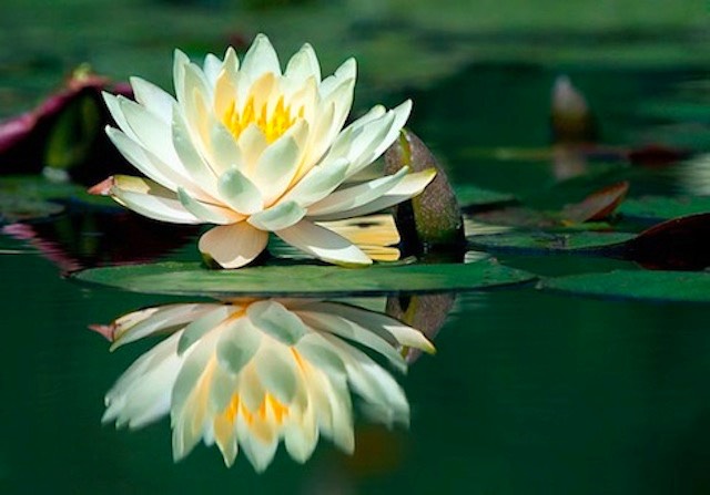 waterlily